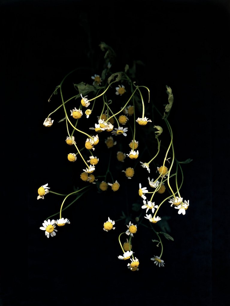 agnes-tanuki-a-personal-herbarium-6.jpg